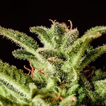 Photo of Break-Up Cake Auto