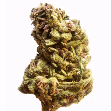 Photo of Jack Herer (fem) seeds