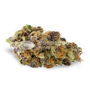 Photo of Purple Kush Autoflower Seeds