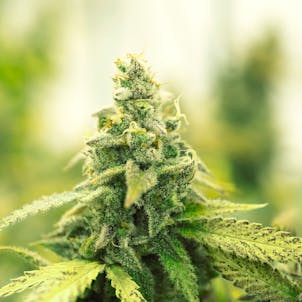 Photo of Super Silver Haze