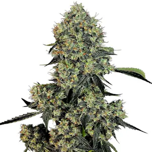 Photo of OG Kush Feminized
