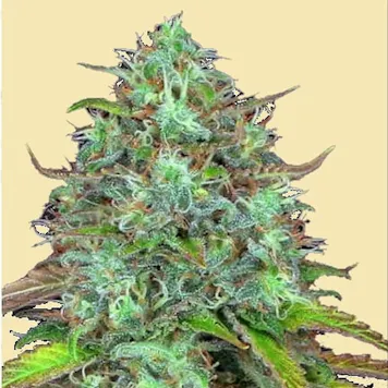 Photo of AUTO LSD COOKIES AUTOFLOWERING SEEDS