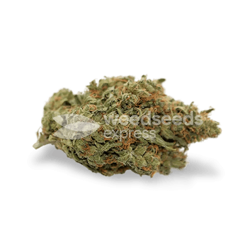 Photo of Somango XXL Feminized Seeds