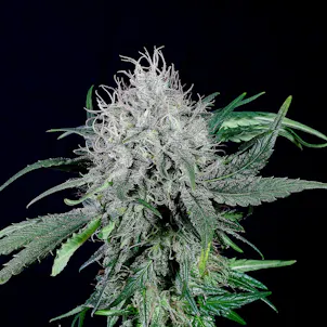 Photo of Colombian Jack