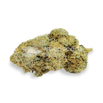 Photo of Acapulco Gold Autoflower Seeds