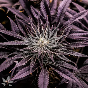 Photo of Blackberry Cookies