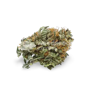 Photo of Master Kush Feminized Seeds