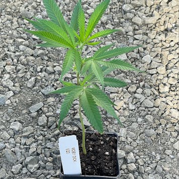 Photo of Moby Dick Clone