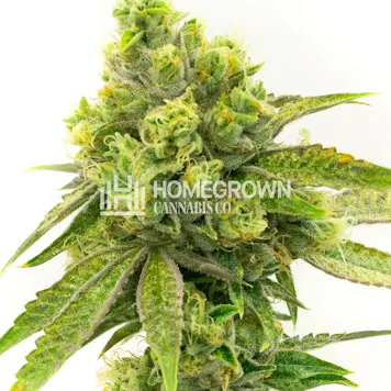 Photo of Moby Dick Feminized