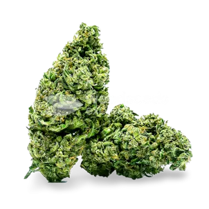 Photo of Cannatonic Feminized Seeds