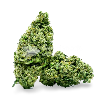 Photo of Cannatonic Feminized Seeds