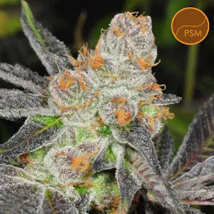 Photo of Blue Dream seeds