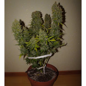 Photo of GG (f.k.a. Gorilla Glue) Auto