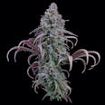Rosetta Stone Feminized Cannabis Seeds