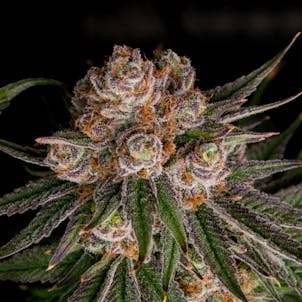 Photo of Purple Trainwreck