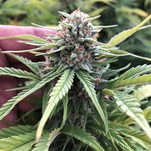 Photo of Cherry Blossom CBD Feminized Hemp Seeds