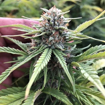 Photo of Cherry Blossom CBD Feminized Hemp Seeds