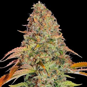 Photo of Auto Glue Gelato Cannabis Seeds Feminized