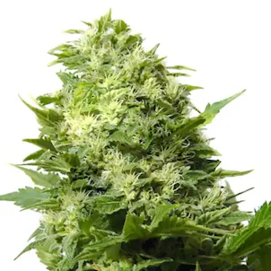 Photo of Cheese Feminized