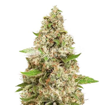 Photo of Triangle Kush Feminized Seeds