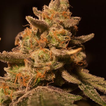 Photo of Animal Cookies