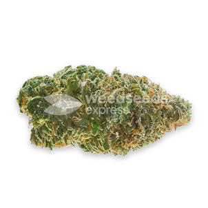 Photo of Jealousy Feminized Seeds
