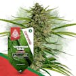 Product image for Watermelon Candy F1 Automatic by Zamnesia Seeds