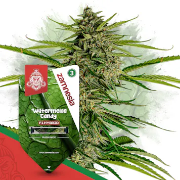 Photo of Watermelon Candy F1 Automatic by Zamnesia Seeds