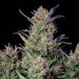 Bruce Banner Autoflower Feminized Cannabis Seeds