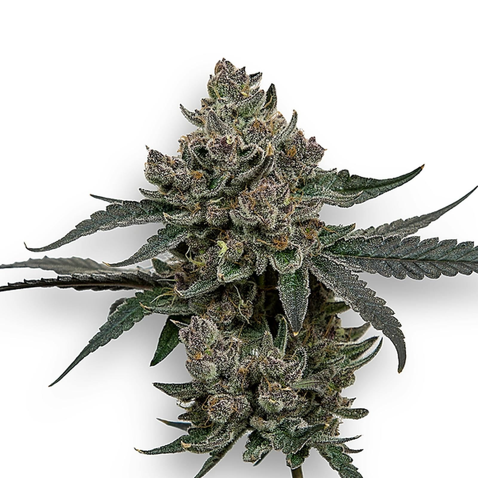 Dewey Cannabis Co. 3.5g Signature Flower Space Fuel Leafly