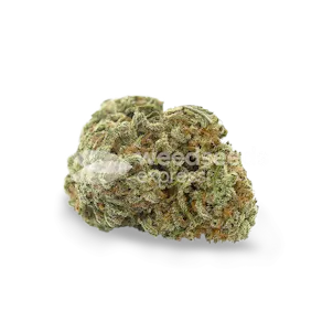 Photo of Santa Maria Autoflower Seeds