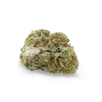 Photo of Santa Maria Autoflower Seeds