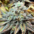 Product image for Harlequin (CBD)