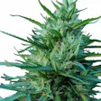 Product image for OG Kush Marijuana Seeds By TheSeedPharm.com