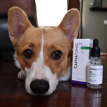 Photo of Pet CBD Oil Tincture