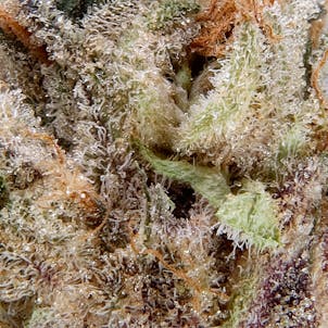 Photo of Scout OG