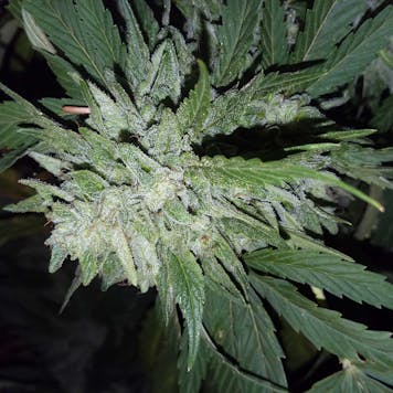 Photo of Melted Gelato