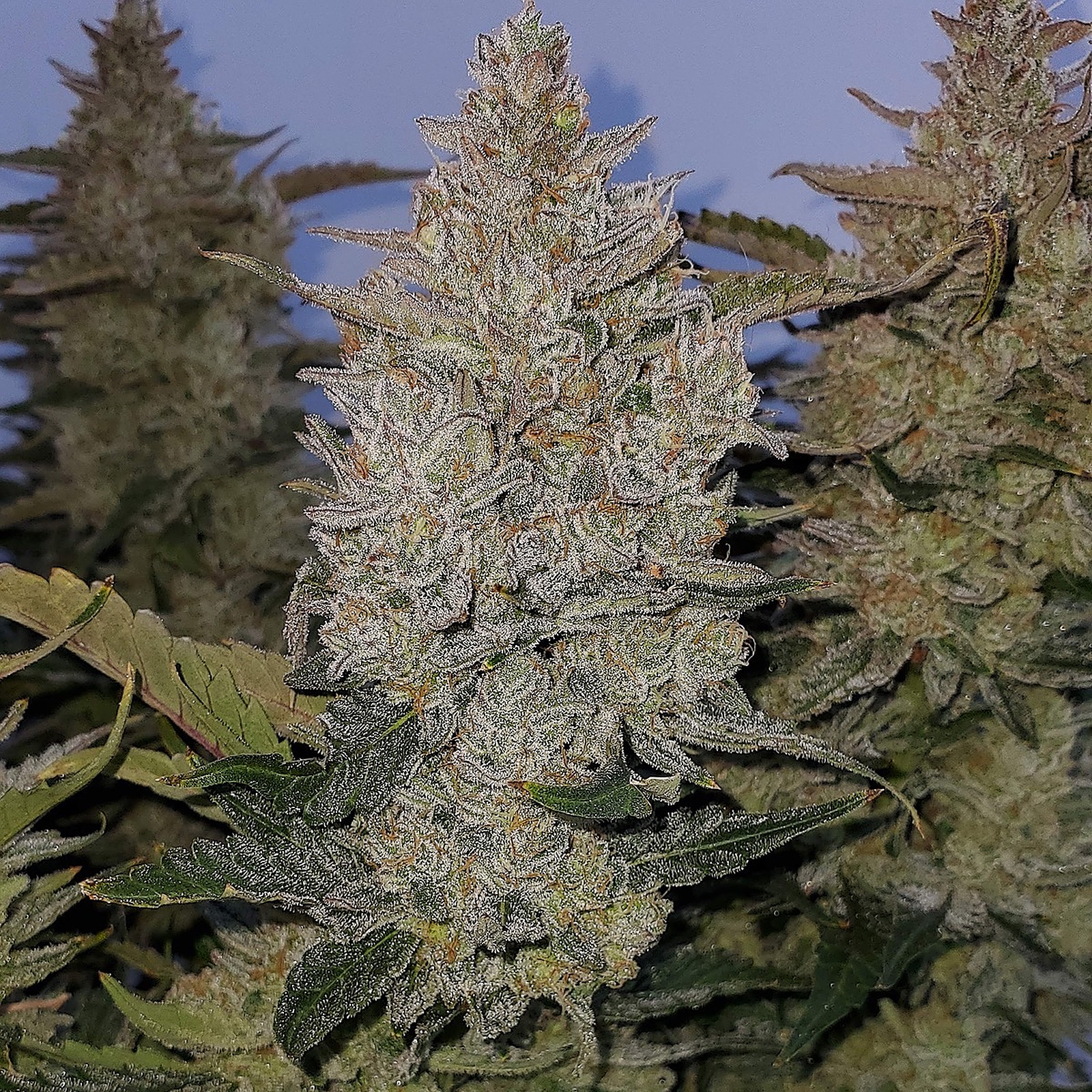 Fast Buds Autoflowering Cannabis Seeds: Blue Dream Auto | Fast Buds ...