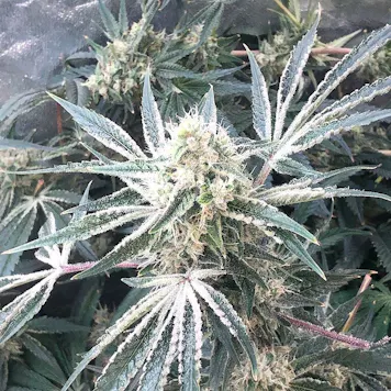 Photo of AUTO APPLE BANANA AUTOFLOWER SEEDS USA