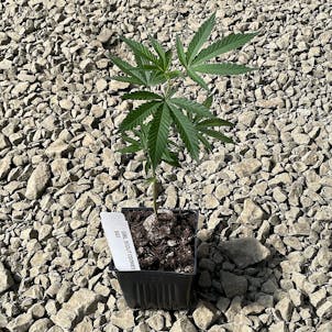 Photo of Girl Scout Cookies Clone