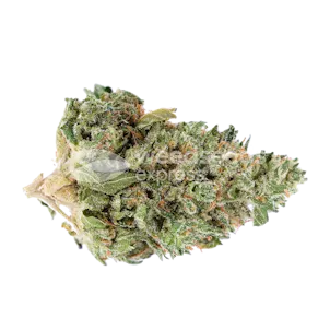 Photo of Rainbow Feminized Seeds