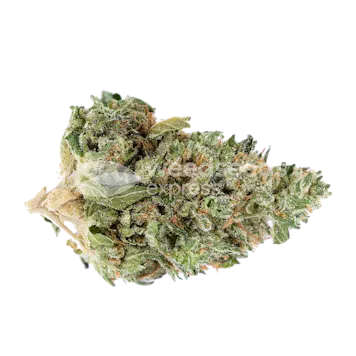 Photo of Rainbow Feminized Seeds