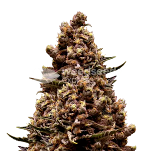 Photo of Sirius Black Feminized Seeds