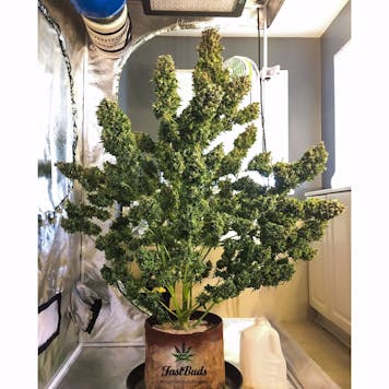 Photo of Pineapple Express