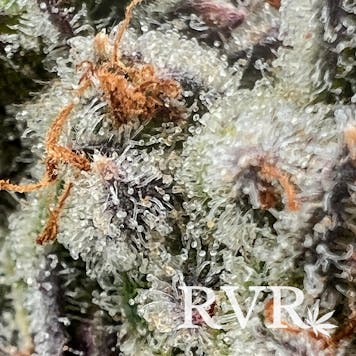 Photo of Exotic Chambers