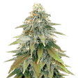 Product image for Fat Bastard Autoflower Seeds