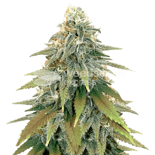 Photo of Fat Bastard Autoflower Seeds