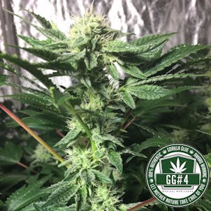 Photo of GG4 (fka Gorilla Glue #4) / Original Glue