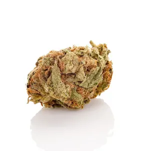 Photo of Kali Jack Feminized