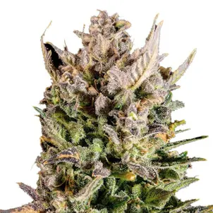 Photo of New York Turbo Diesel Feminized